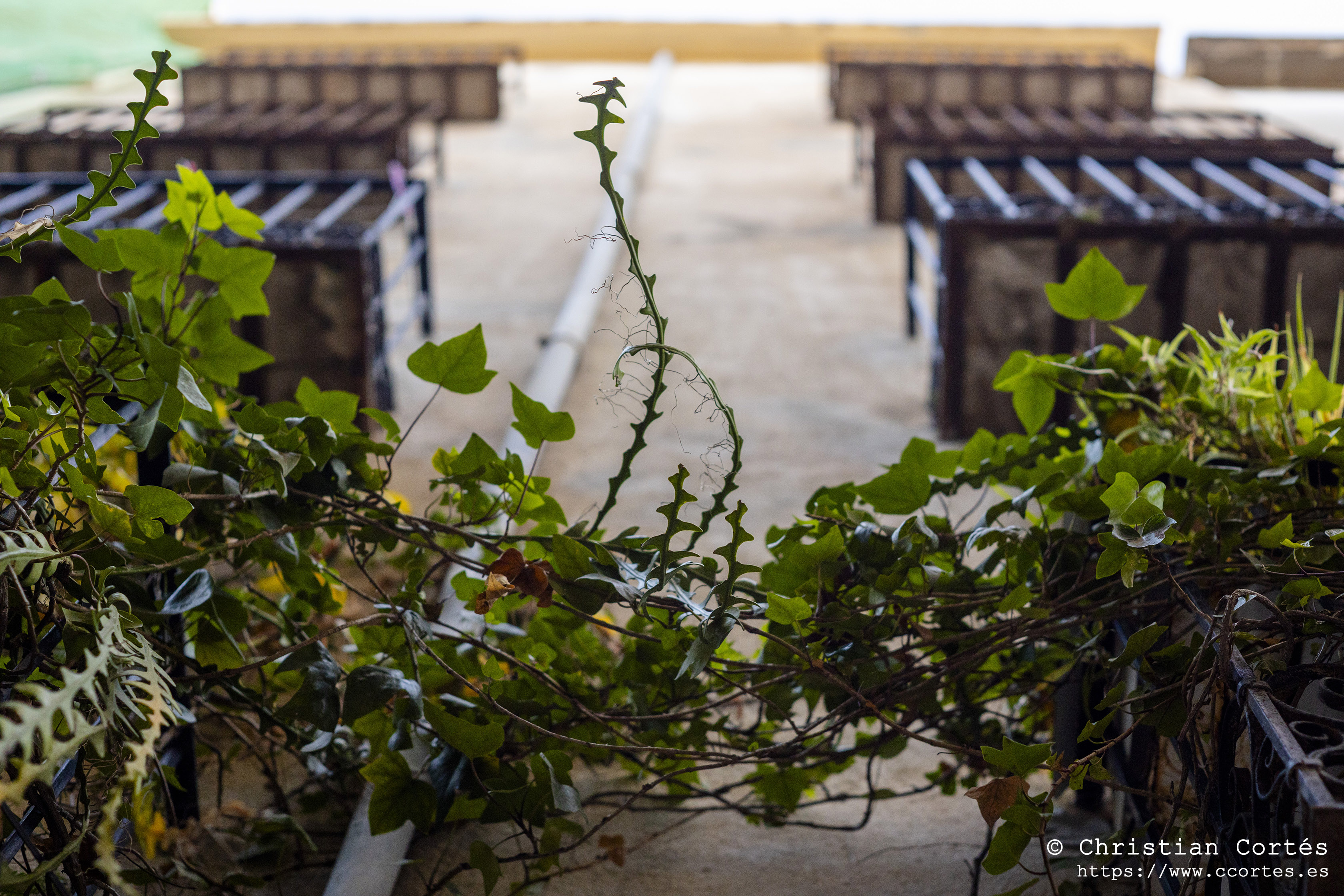 Alcoi Fotos Generales 66 Minolta Rokkor 58mm F1.4